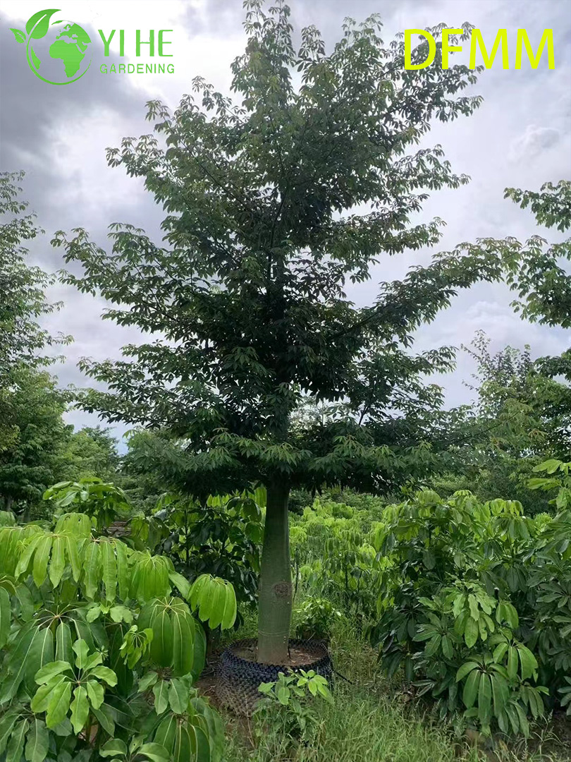 Хоризия Великолепная (Сейба) – Экзотическое Бутылочное Дерево, Опт, Экспорт