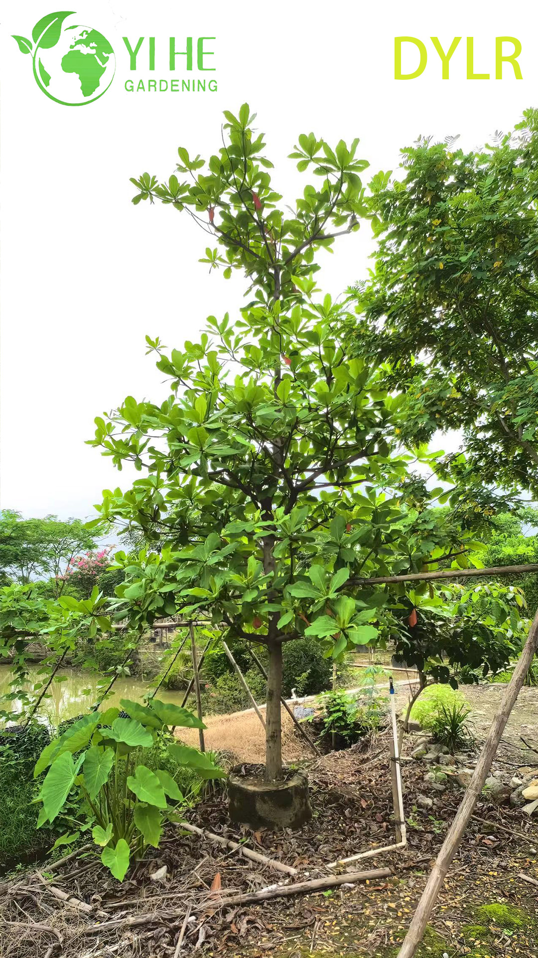 Терминалия Катаппа (Морской Миндаль) – Широколиственное Дерево, Оптовые Поставки и Экспорт