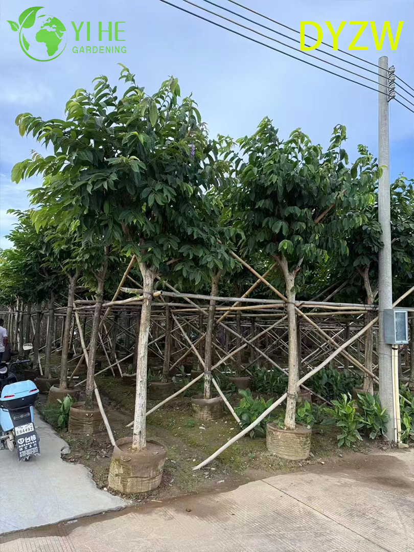 Лагерстремия Красивая (Индийская Сирень) – Крупное Декоративное Дерево, Опт и Экспорт