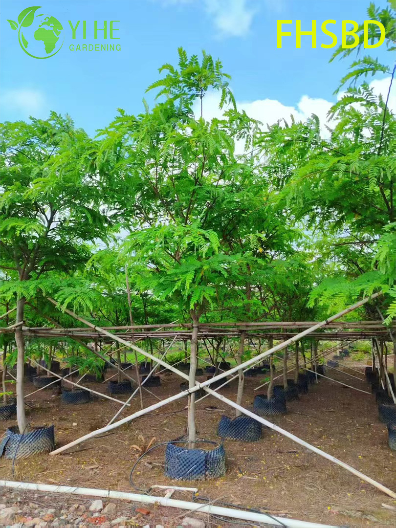 Кассия Крупная (Розовая Кассия) – Быстрорастущее Тропическое Дерево, Опт, Экспорт