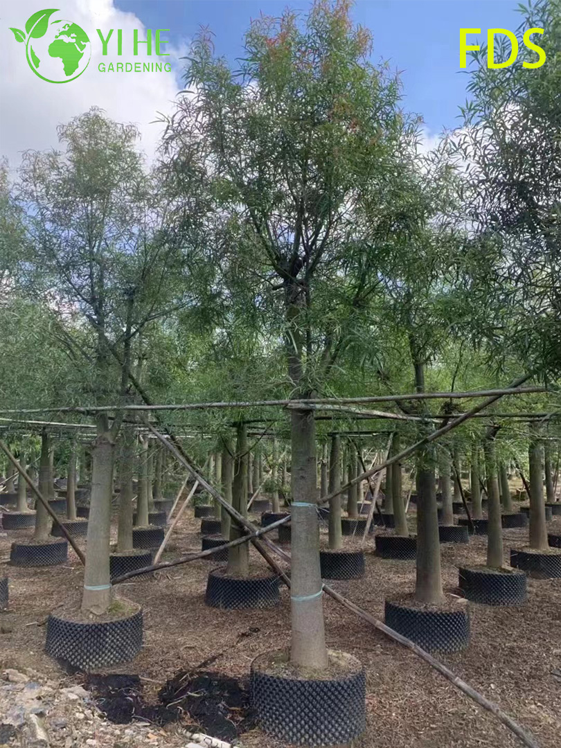 Жатрофа Пузыревидная (Будда-Живот) – Декоративное Каудексное Растение, Опт, Экспорт