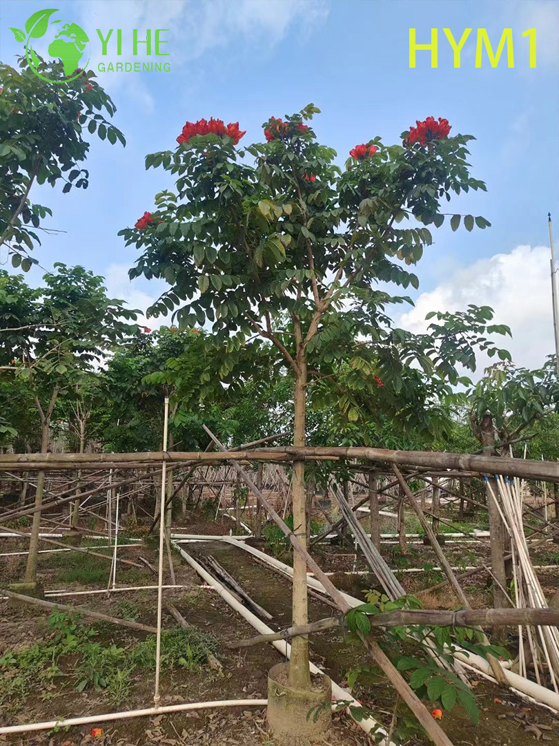 Сарака Священная (Ашока) – Вечнозеленое Лечебное Дерево, Оптовая Продажа, Экспорт