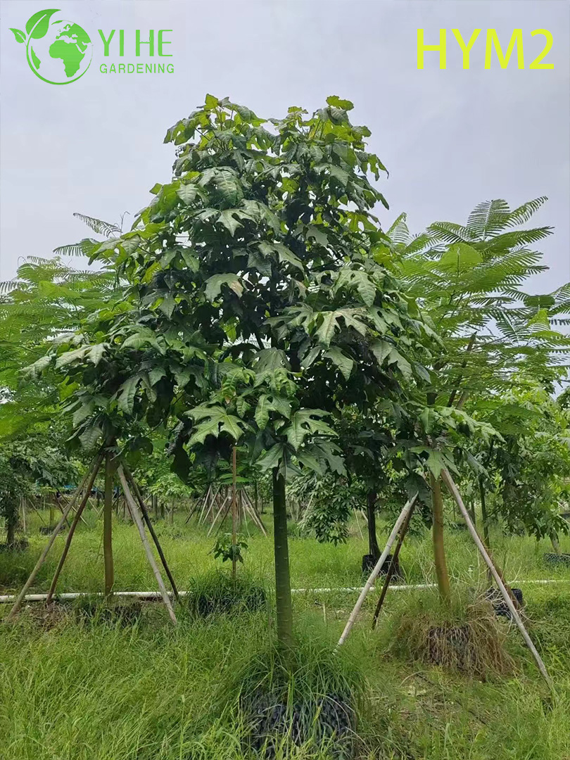 Брахихитон Кленолистный (Огненное Дерево) – Декоративное Бутылочное Дерево, Опт, Экспорт