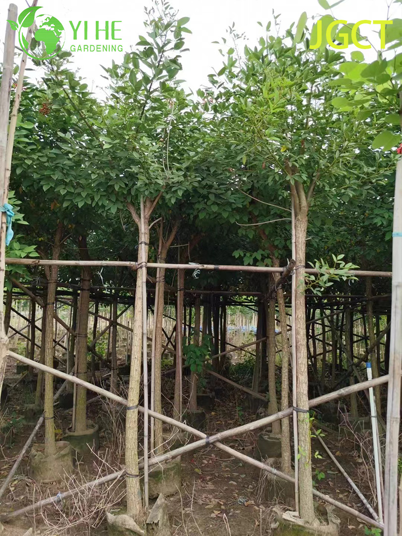 Эритрина Христофорова (Петушиный Гребень) – Декоративный Кустарник, Оптовая Продажа, Экспорт