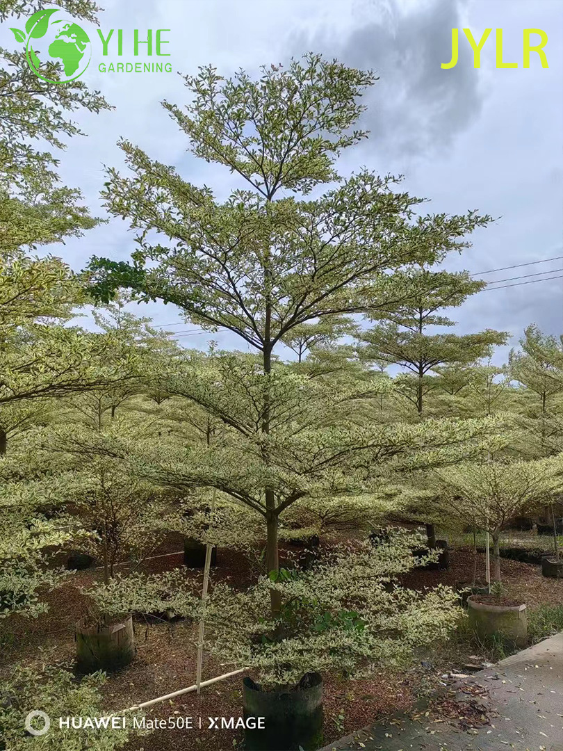 Терминалия Пестролистная (Морской Миндаль) – Редкое Декоративное Дерево, Опт и Экспорт