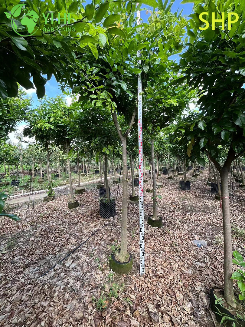 Понгамия Перистая (Каркадж) – Вечнозеленое Биотопливное Дерево, Опт, Экспорт