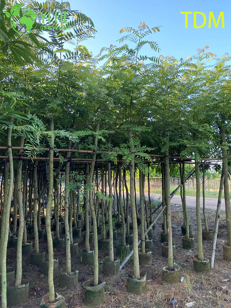 Сенна Сиамская (Железное Дерево) – Быстрорастущее Теневое Дерево, Опт, Экспорт