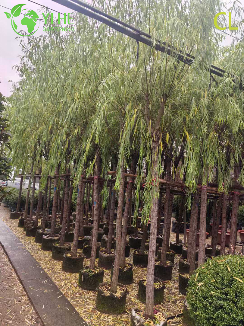 Ива Плакучая (Вавилонская) – Быстрорастущее Дерево для Водоемов, Опт, Экспорт