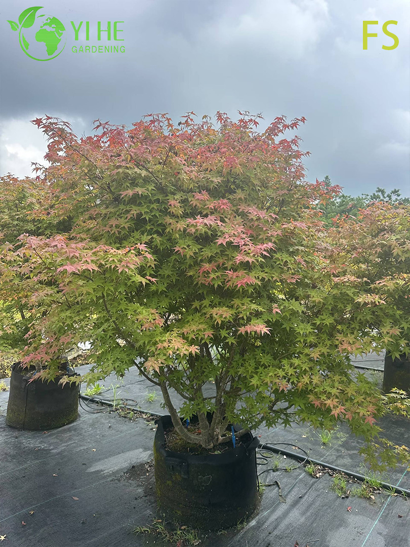 Клен Сахарный (Acer saccharum) – Морозостойкое Дерево, Яркая Осенняя Окраска, Опт