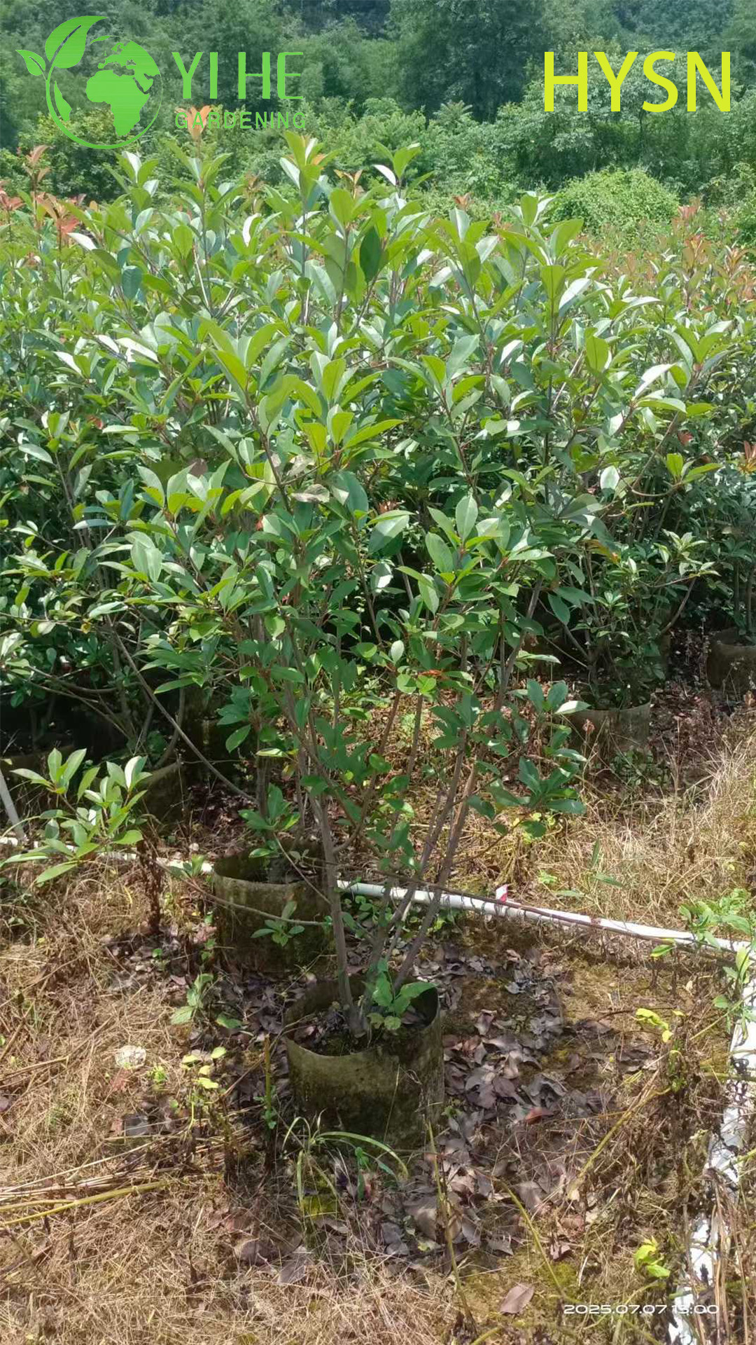 Фотиния Фрэзера (Ред Робин) – Вечнозеленый Кустарник для Живой Изгороди, Опт, Экспорт