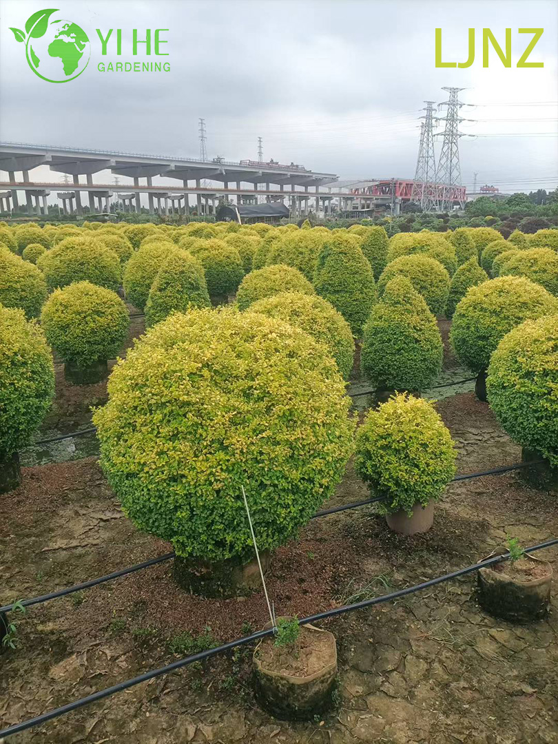 Бирючина Блестящая ‘Брайт Кристал’ – Вечнозеленая Пестролистная Изгородь, Опт, Экспорт