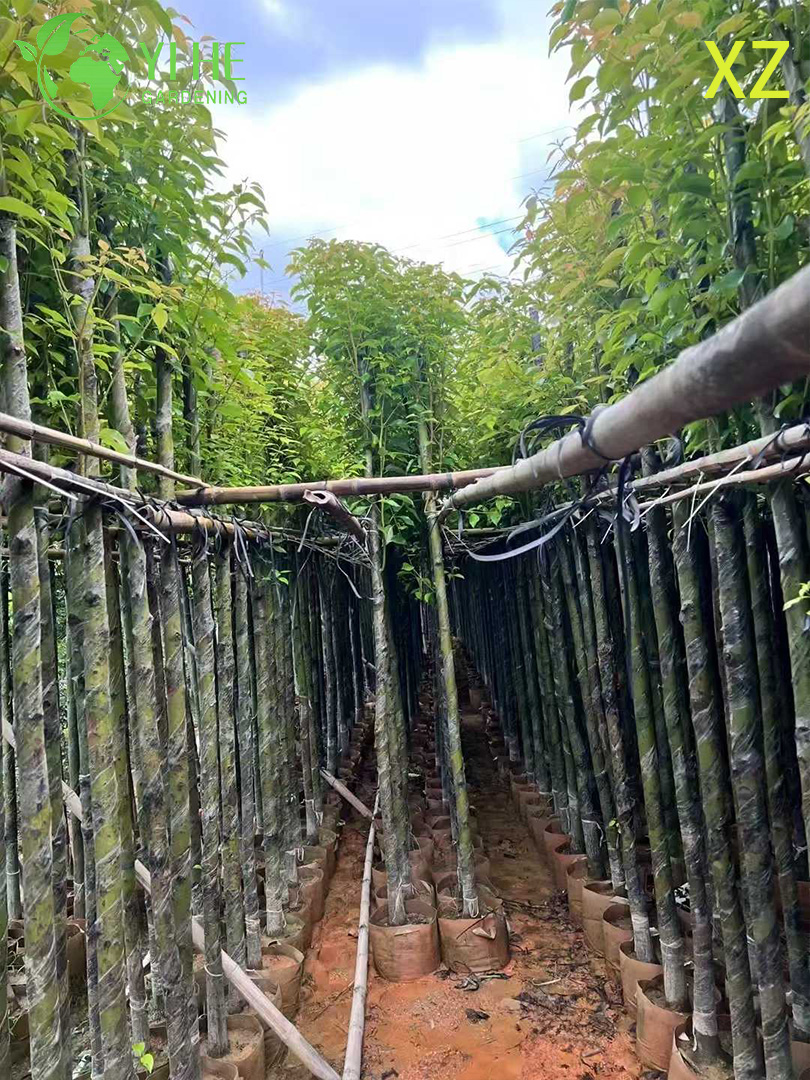 Коричник Камфорный (Камфорное Дерево) – Вечнозеленый Ароматный Солитер, Опт, Экспорт