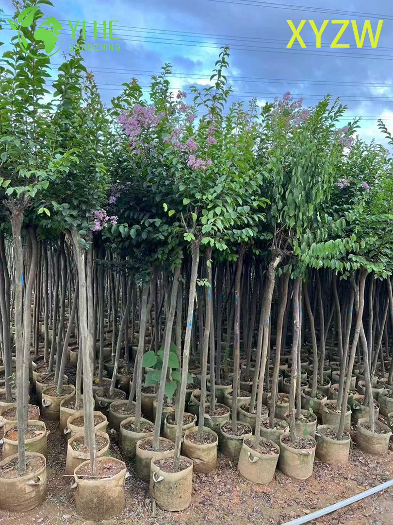 Лагерстремия Индийская (Креповый Мирт) – Длительное Цветение, Зимняя Кора, Опт, Экспорт