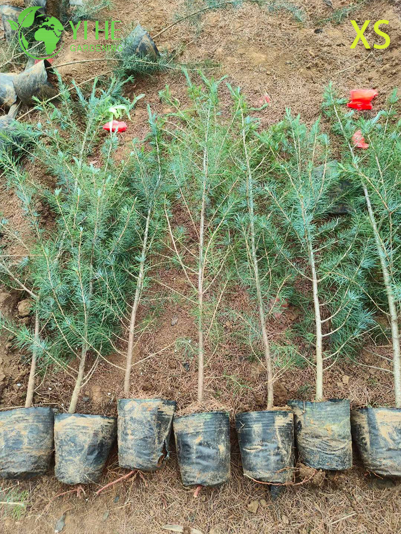 Кедр Гималайский (Дерево Деодар) – Вечнозеленое Хвойное Дерево, Опт, Экспорт
