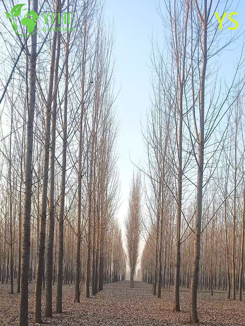Тополь Пушистый (Populus tomentosa) – Быстрорастущее Дерево для Очистки Воздуха, Морозостойкий, Опт