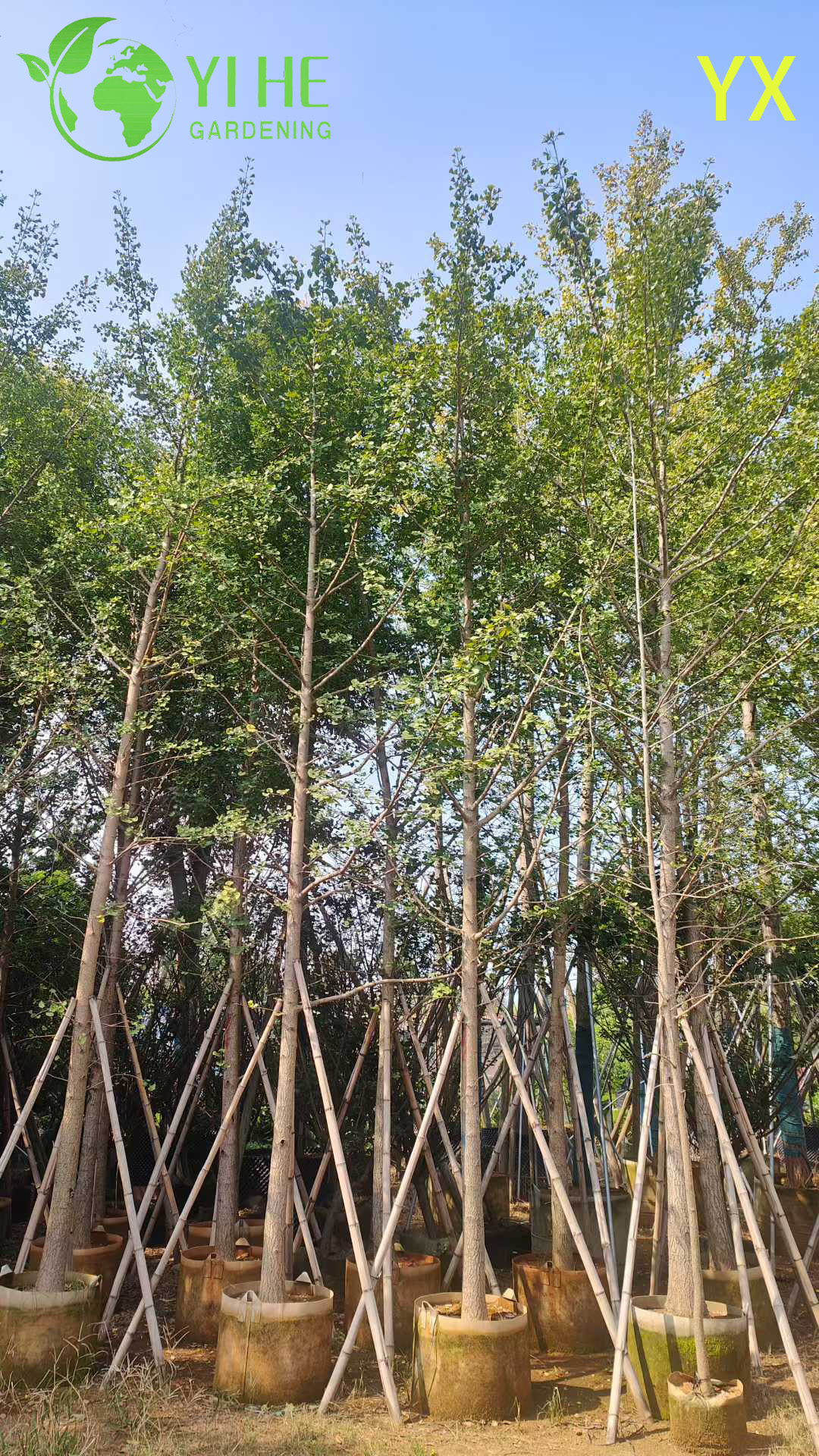 Гинкго Двулопастный (Реликтовое Дерево) – Морозостойкий Солитер, Лечебные Листья, Опт, Экспорт