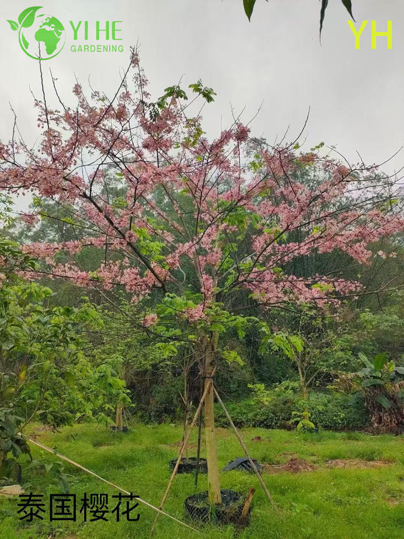 Вишня Йедоэнская (Сакура) – Раннее и Обильное Цветение, Японская, Опт, Экспорт