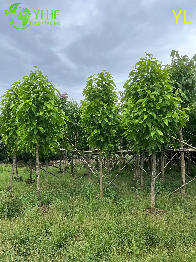Магнолия Голая (Юлань) – Раннее Ароматное Цветение, Морозостойкое Декоративное Дерево, Опт