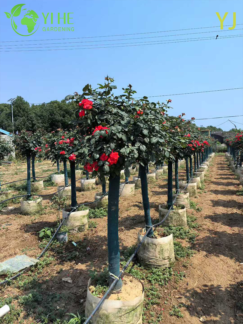 Гибридная Роза (Ремонтантная) – Длительное Обильное Цветение, Опт, Экспорт, Все Сорта