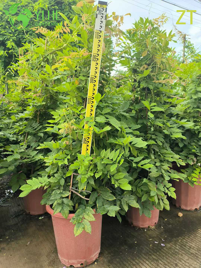 Вистерия Китайская (Глициния) – Ароматная Мощная Лиана, Весеннее Цветение, Опт, Экспорт