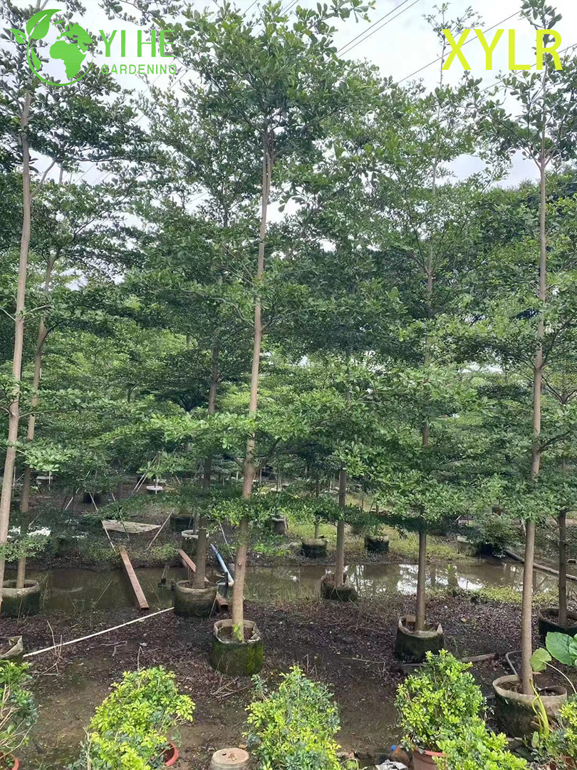 Терминалия Мантали (Слоистая Пагода) – Декоративное Узкое Дерево, Опт, Экспорт