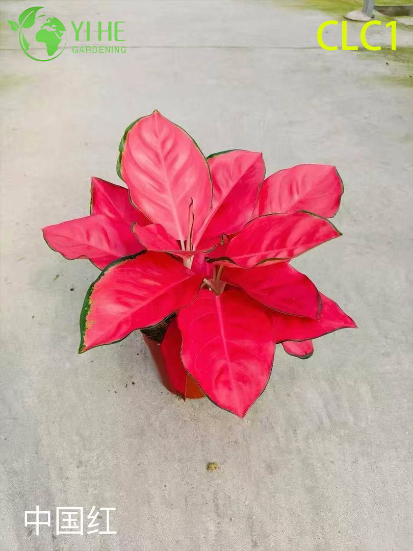 Аглаонема разнообразная (Aglaonema spp.) — комнатные декоративные теневыносливые очищающие воздух живые сорта
