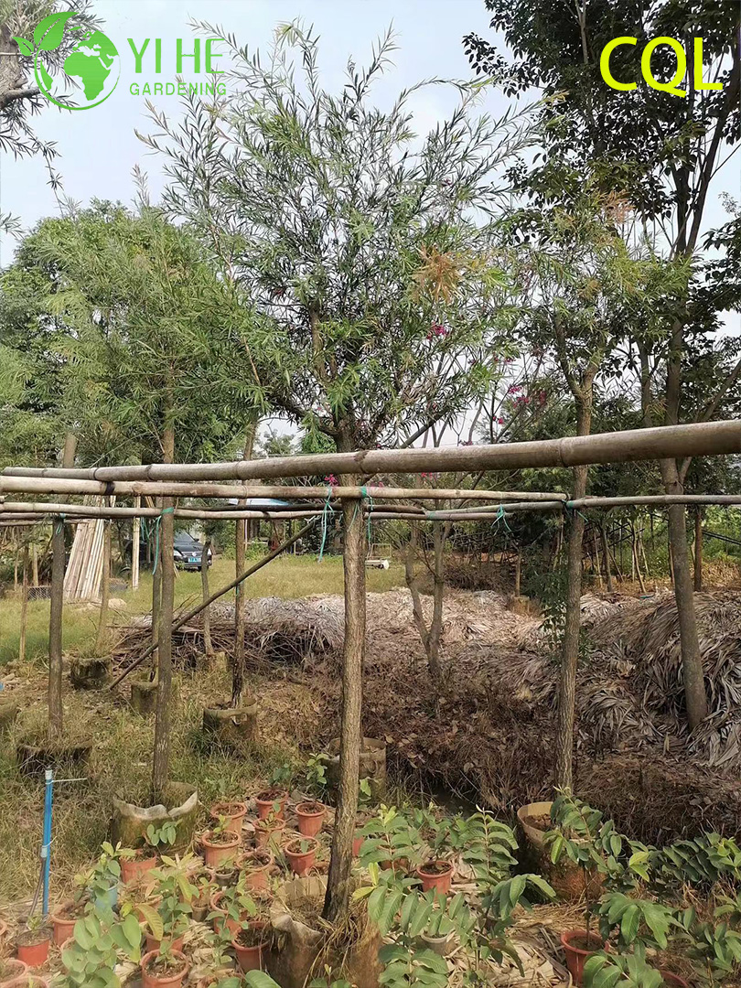 Каллистемон Прутовидный (Краснотычиночник) – Плакучий Кустарник, Оптовая Продажа и Экспорт