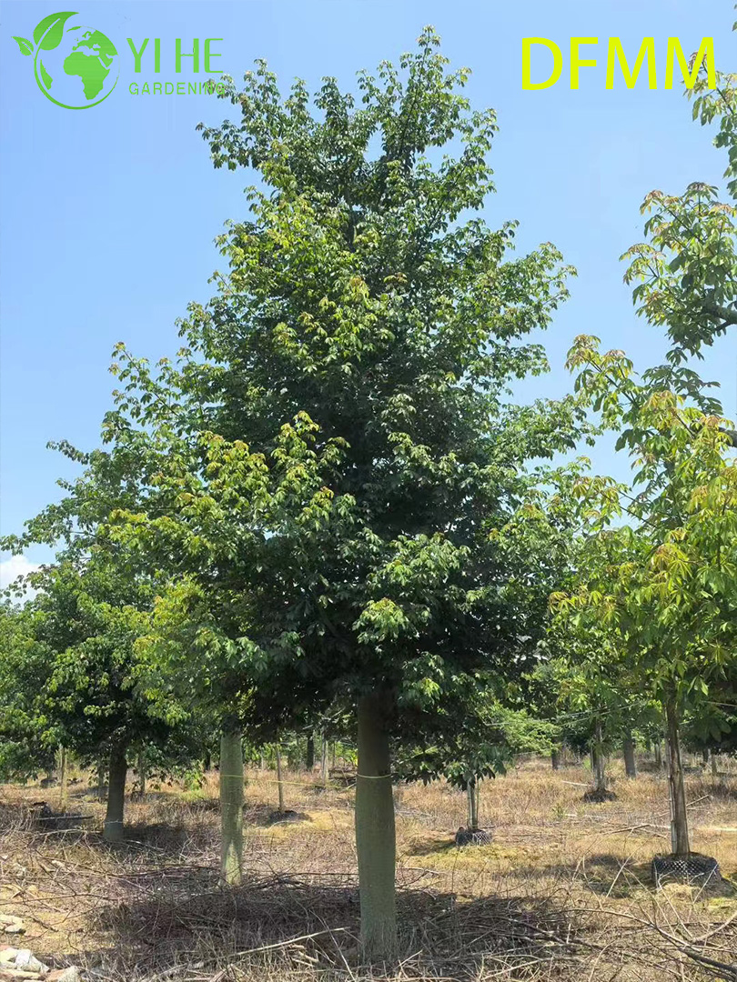Хоризия Великолепная (Сейба) – Экзотическое Бутылочное Дерево, Опт, Экспорт