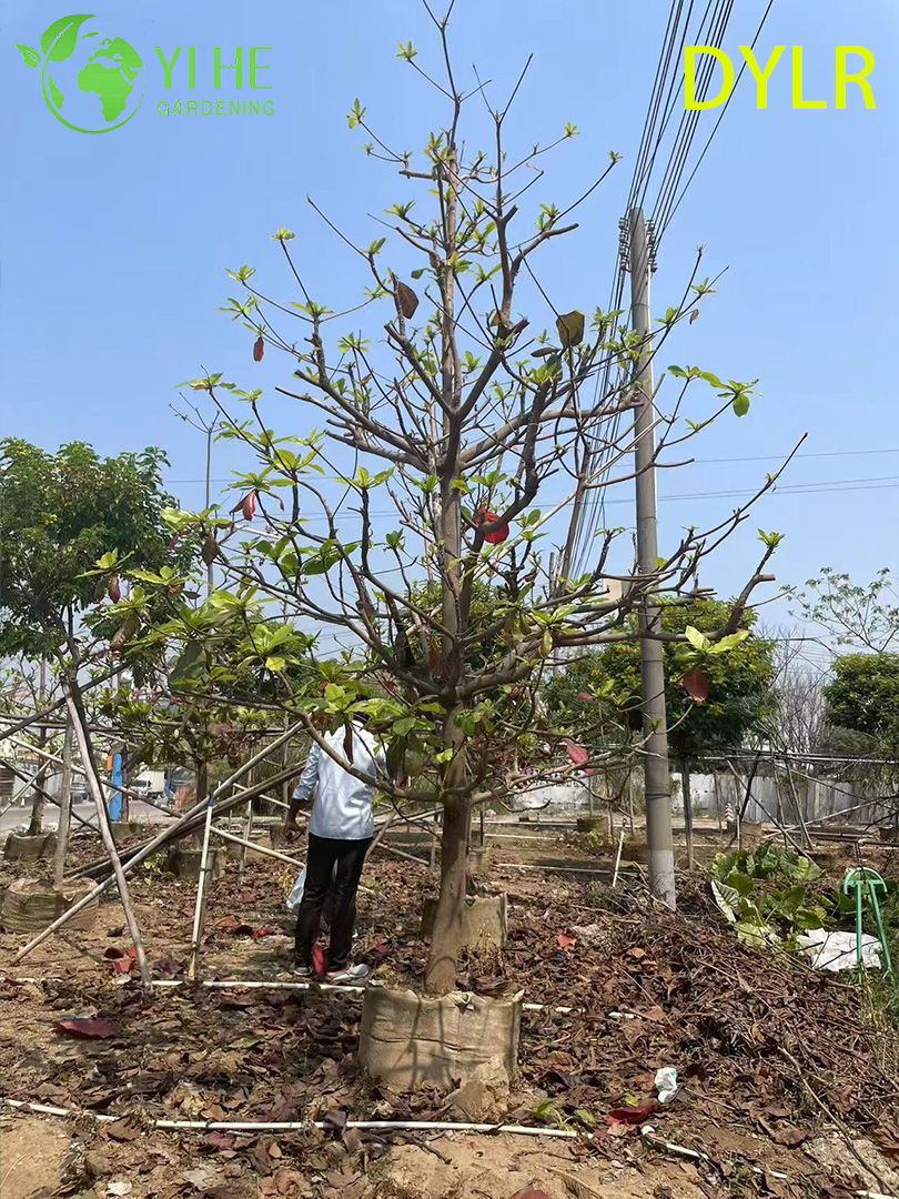 Терминалия Катаппа (Морской Миндаль) – Широколиственное Дерево, Оптовые Поставки и Экспорт