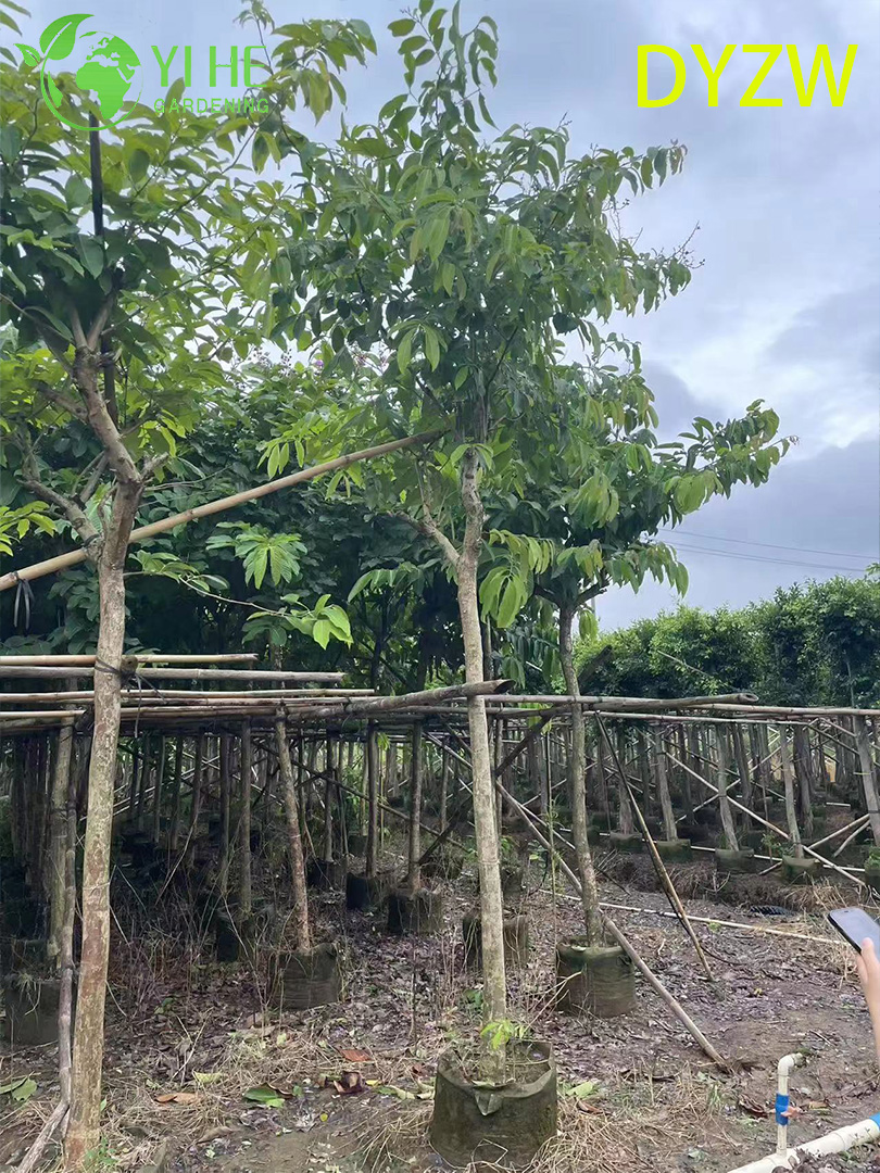 Лагерстремия Красивая (Индийская Сирень) – Крупное Декоративное Дерево, Опт и Экспорт