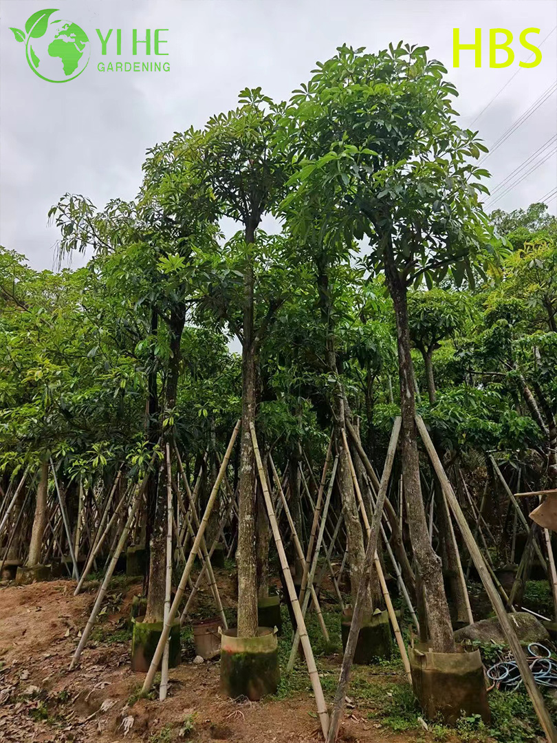 Алстония Ученая (Черное Дерево) – Крупное Вечнозеленое Дерево, Оптовые Поставки, Экспорт