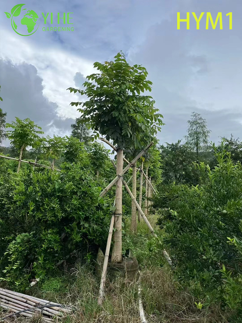 Сарака Священная (Ашока) – Вечнозеленое Лечебное Дерево, Оптовая Продажа, Экспорт