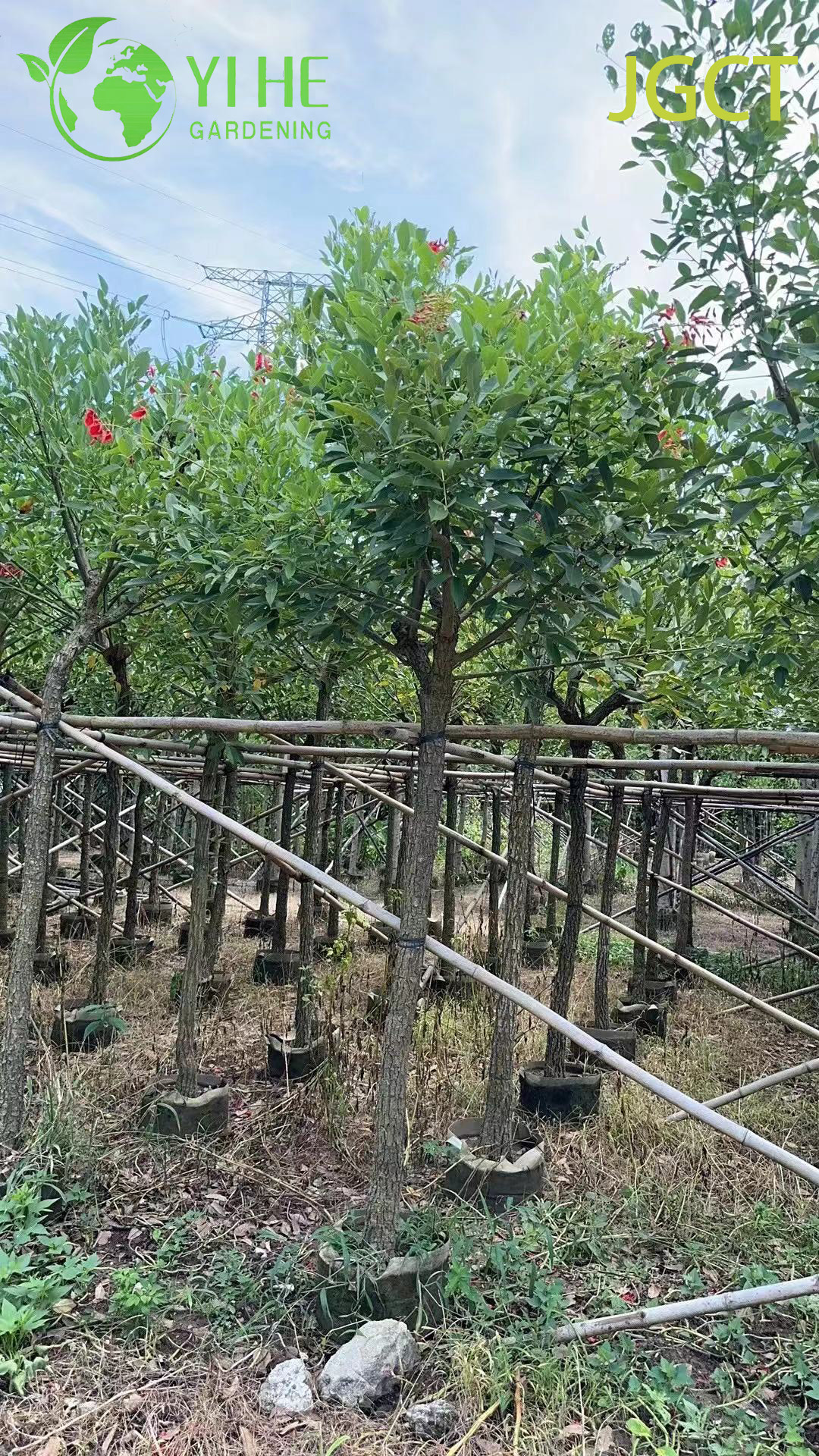 Эритрина Христофорова (Петушиный Гребень) – Декоративный Кустарник, Оптовая Продажа, Экспорт