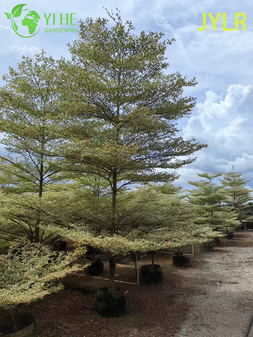 Терминалия Пестролистная (Морской Миндаль) – Редкое Декоративное Дерево, Опт и Экспорт