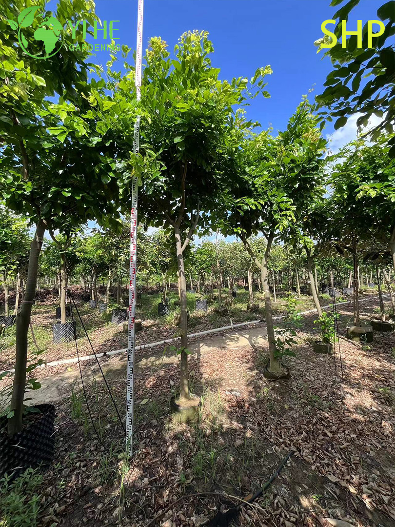 Понгамия Перистая (Каркадж) – Вечнозеленое Биотопливное Дерево, Опт, Экспорт