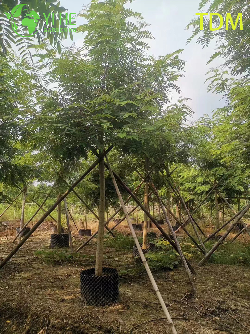 Сенна Сиамская (Железное Дерево) – Быстрорастущее Теневое Дерево, Опт, Экспорт