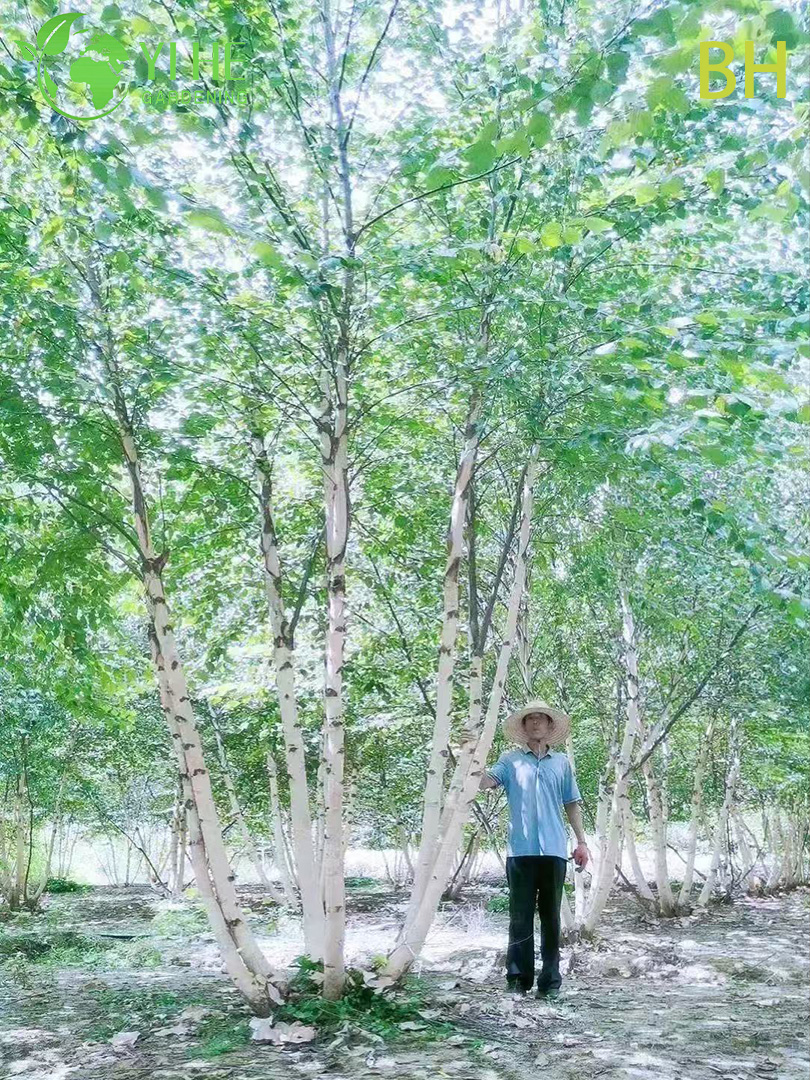 Береза Широколистная – Морозостойкое Декоративное Дерево, Ценная Древесина, Опт, Экспорт