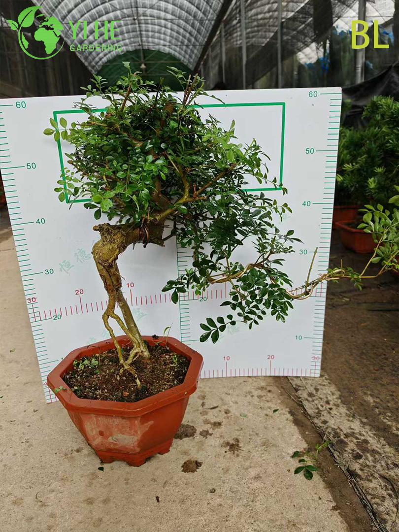 Ясень Китайский (Фрасинус) – Быстрорастущее Листопадное Дерево, Ценная Древесина, Опт