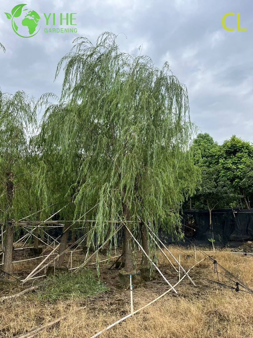 Ива Плакучая (Вавилонская) – Быстрорастущее Дерево для Водоемов, Опт, Экспорт