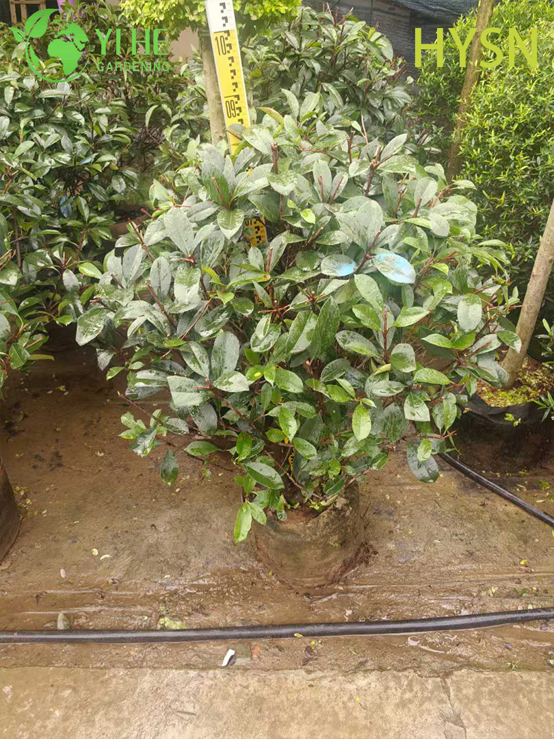 Фотиния Фрэзера (Ред Робин) – Вечнозеленый Кустарник для Живой Изгороди, Опт, Экспорт