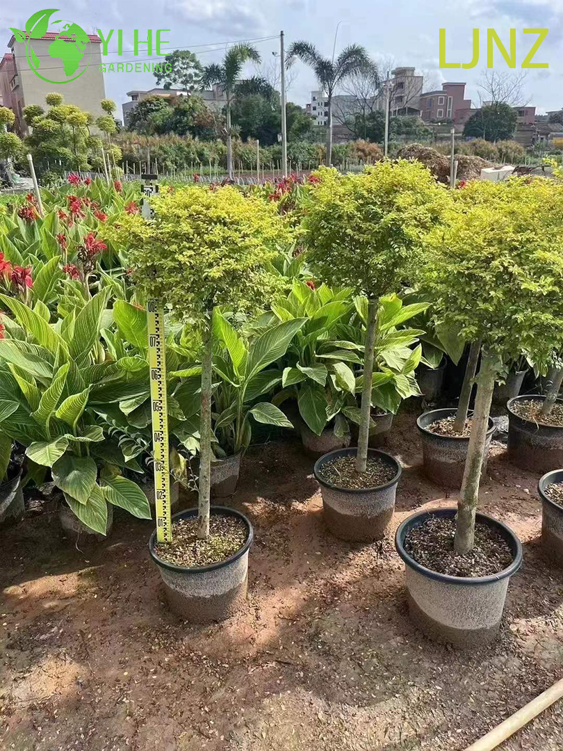 Бирючина Блестящая ‘Брайт Кристал’ – Вечнозеленая Пестролистная Изгородь, Опт, Экспорт