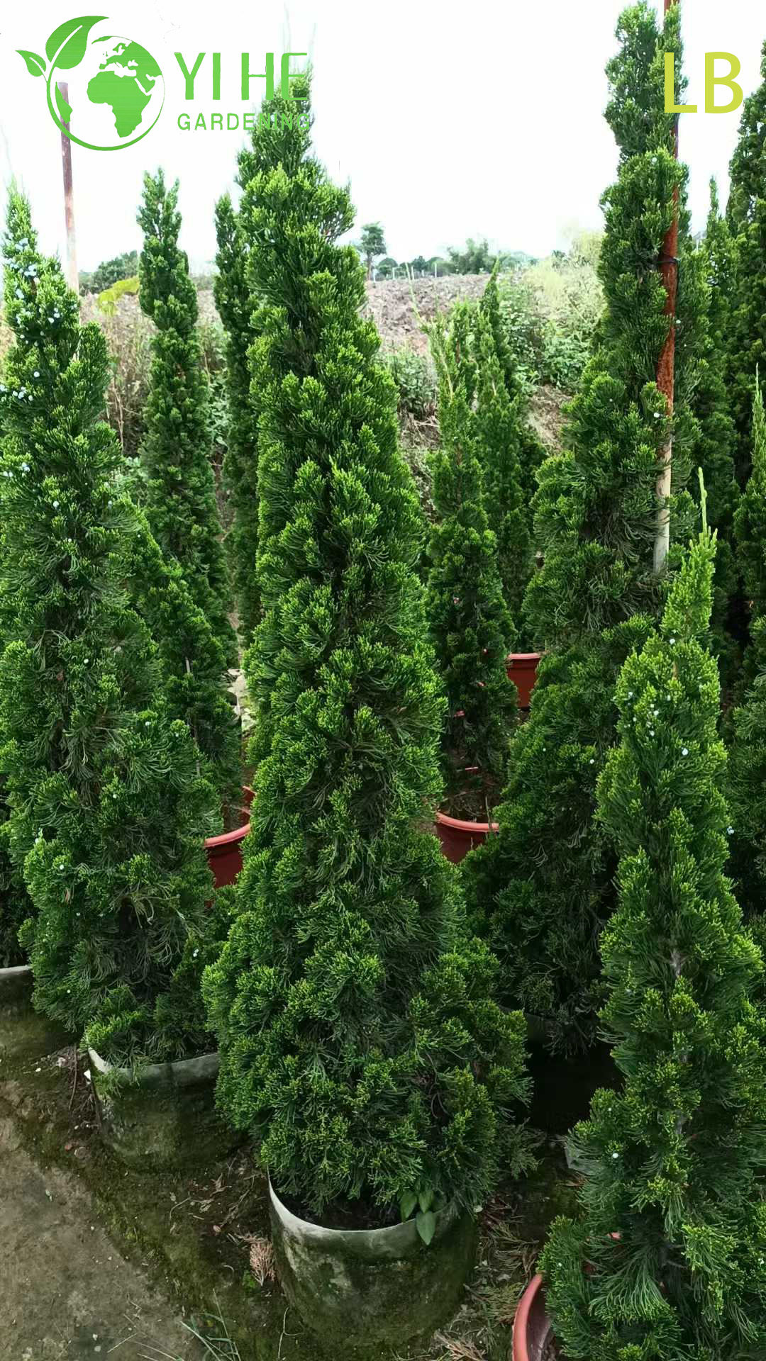 Можжевельник Китайский ‘Кайзука’ – Декоративное Вечнозеленое Топиарное Дерево, Опт, Экспорт