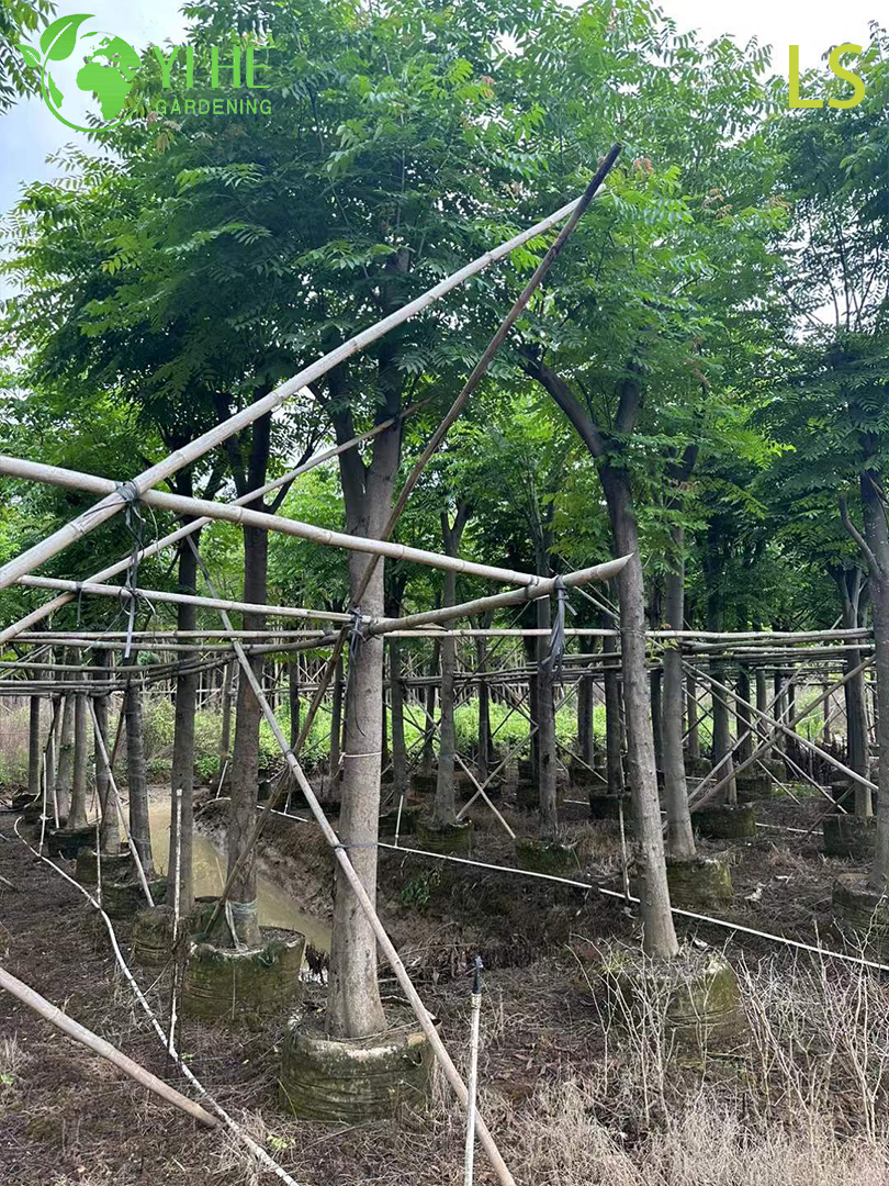 Кёльреутерия Двойноперистая – Золотое Цветение, Красные Плоды, Морозостойкое Теневое Дерево, Опт