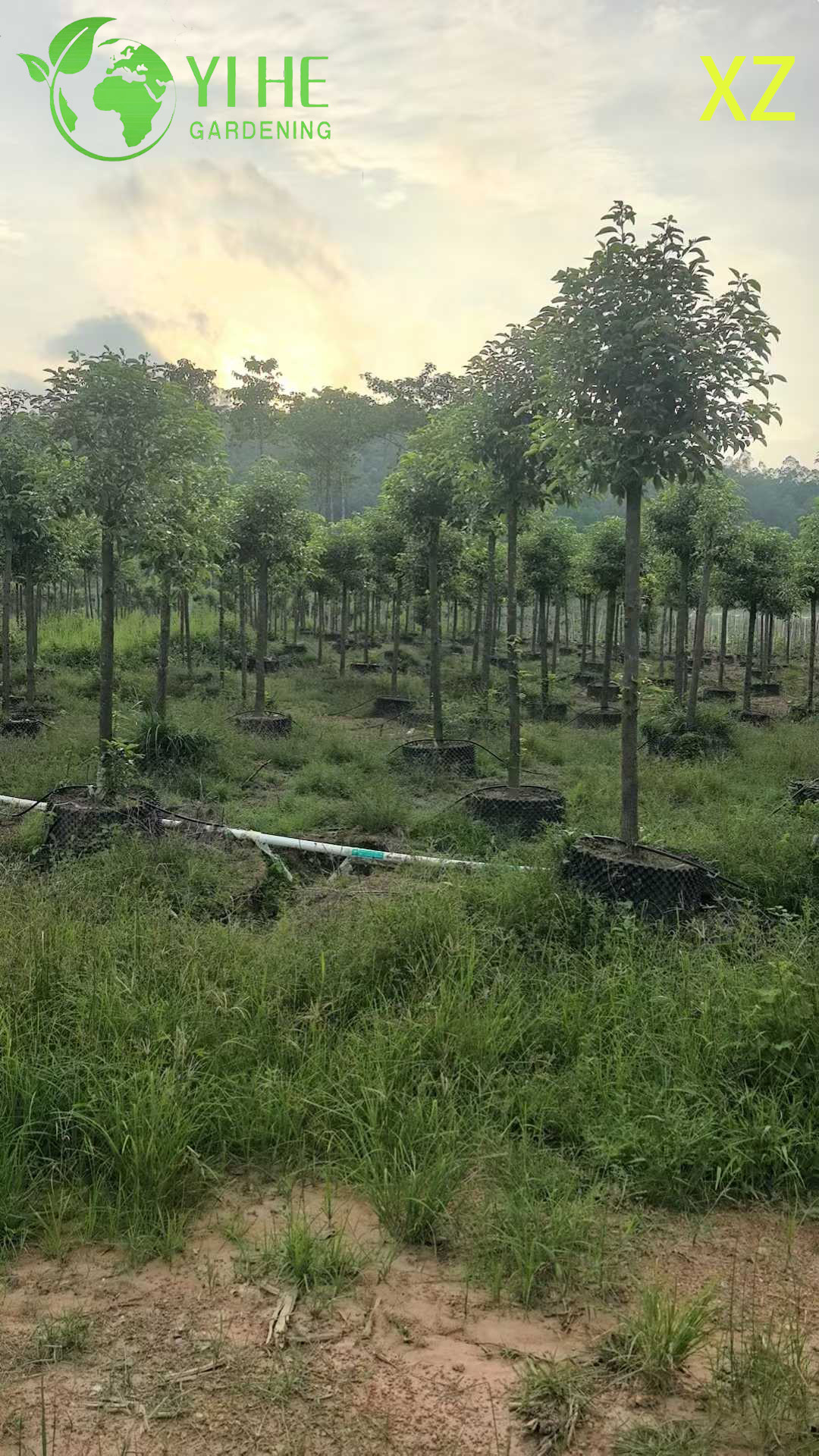 Коричник Камфорный (Камфорное Дерево) – Вечнозеленый Ароматный Солитер, Опт, Экспорт