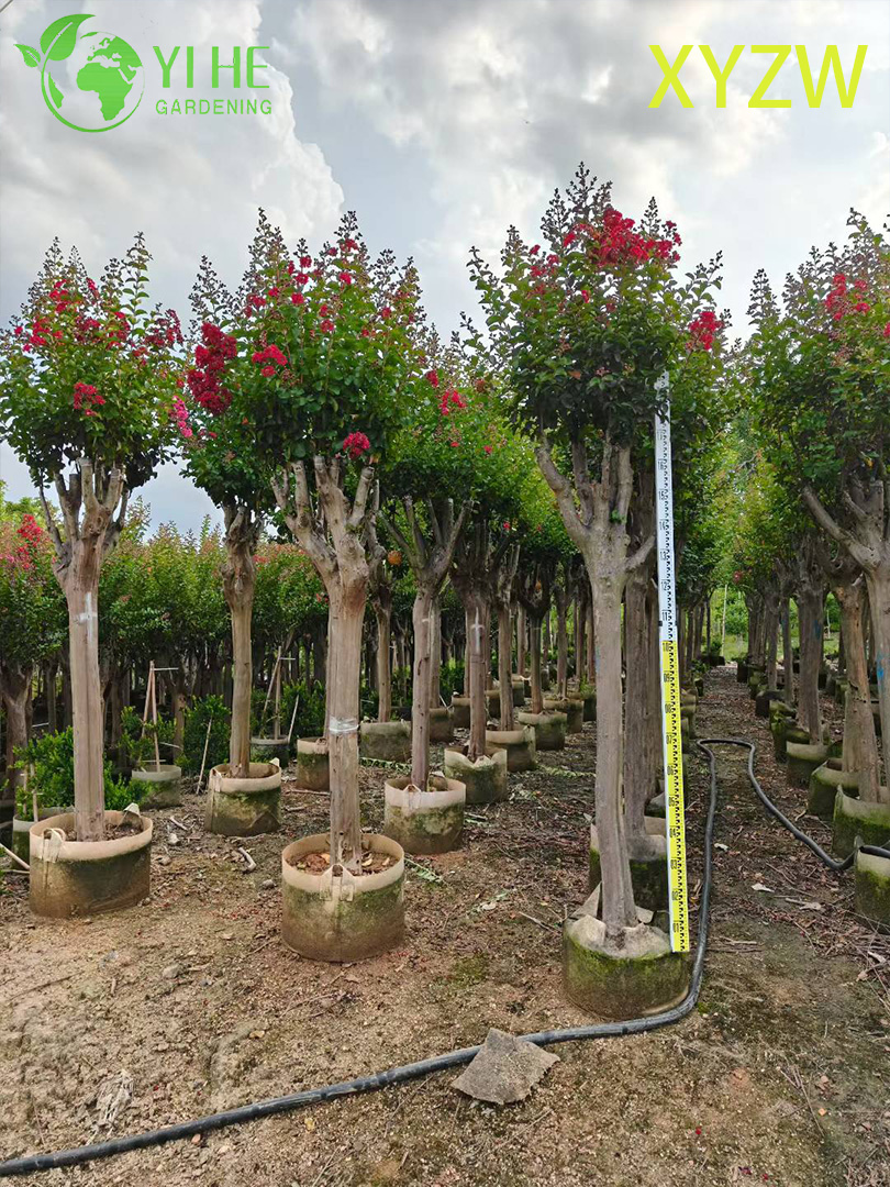 Лагерстремия Индийская (Креповый Мирт) – Длительное Цветение, Зимняя Кора, Опт, Экспорт