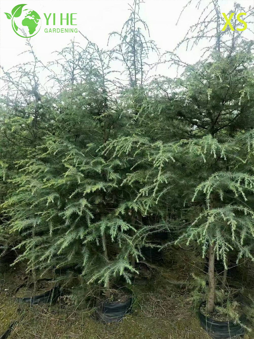 Кедр Гималайский (Дерево Деодар) – Вечнозеленое Хвойное Дерево, Опт, Экспорт