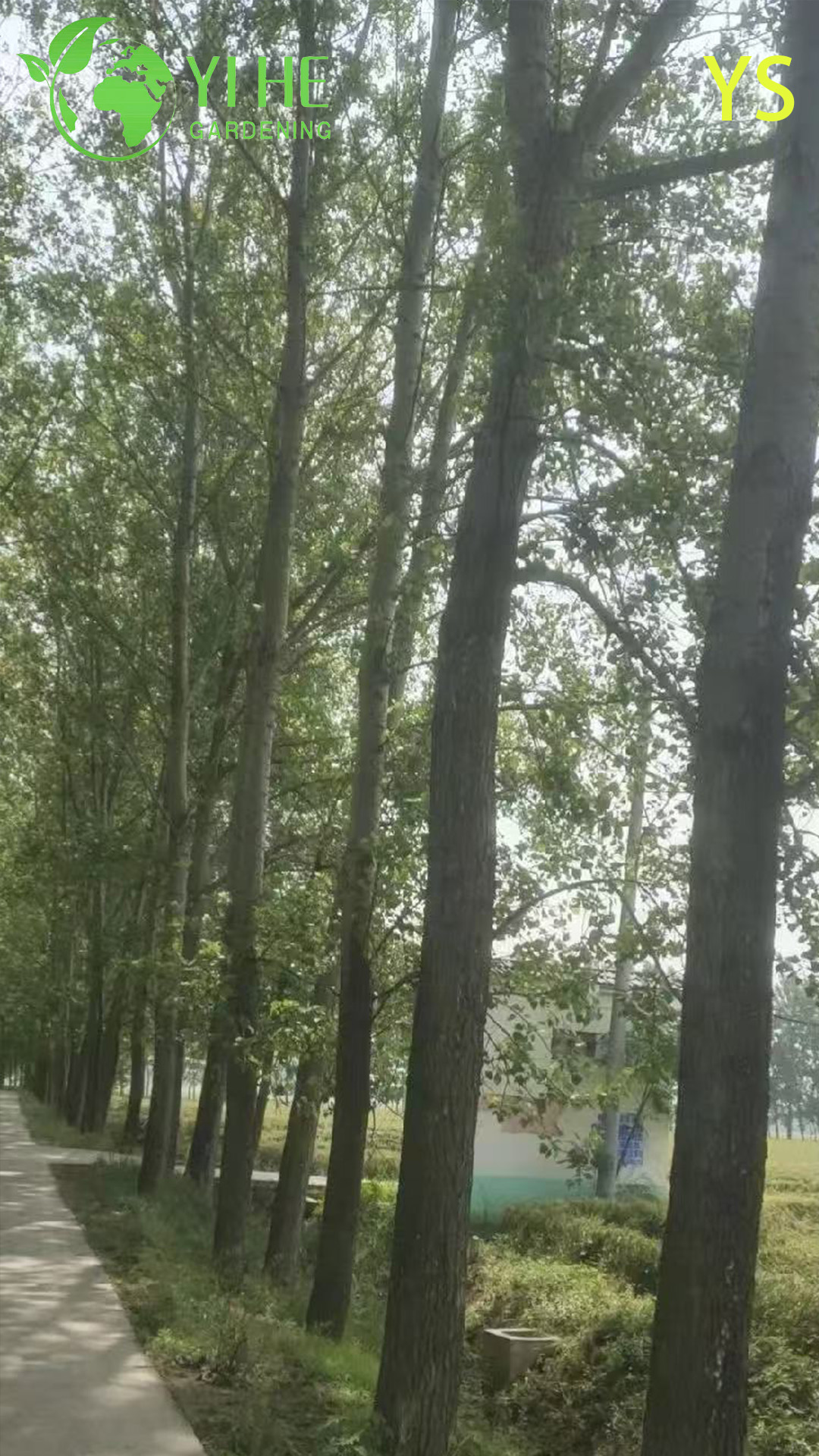 Тополь Пушистый (Populus tomentosa) – Быстрорастущее Дерево для Очистки Воздуха, Морозостойкий, Опт