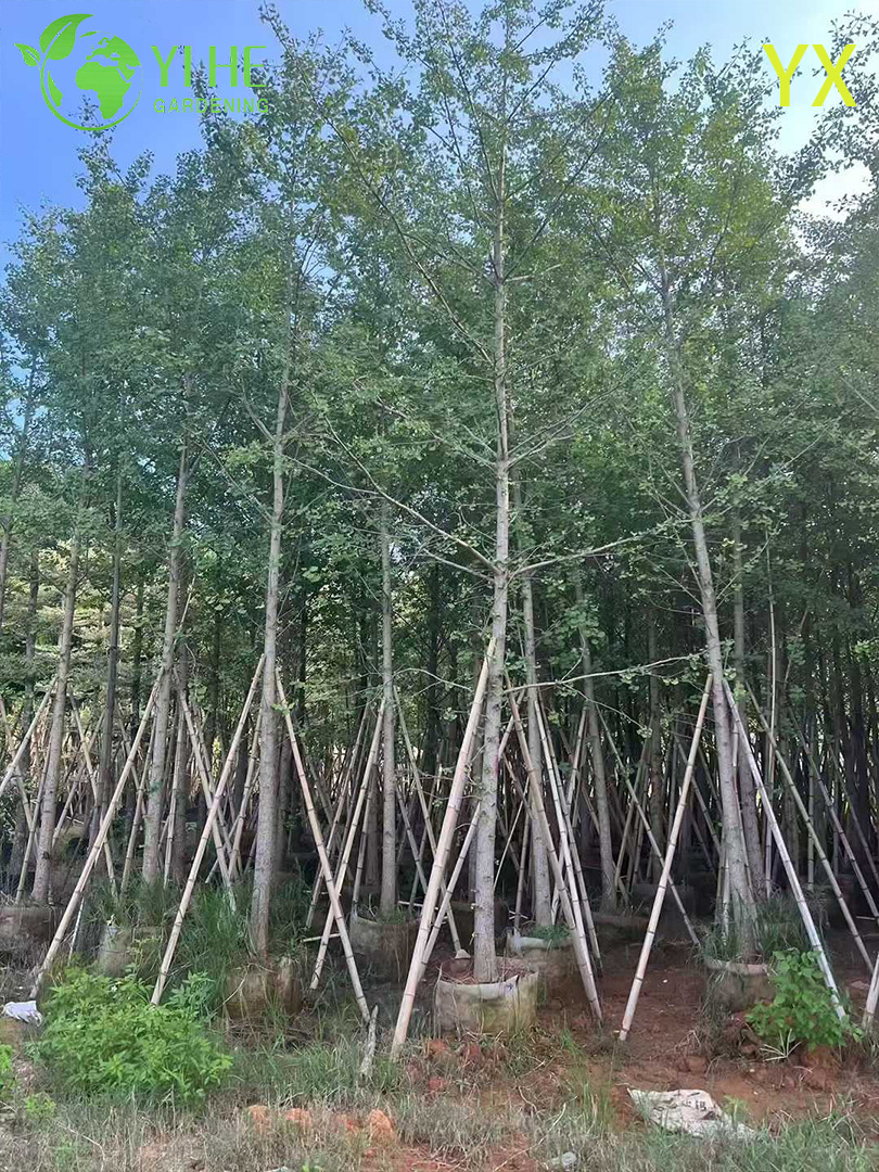 Гинкго Двулопастный (Реликтовое Дерево) – Морозостойкий Солитер, Лечебные Листья, Опт, Экспорт