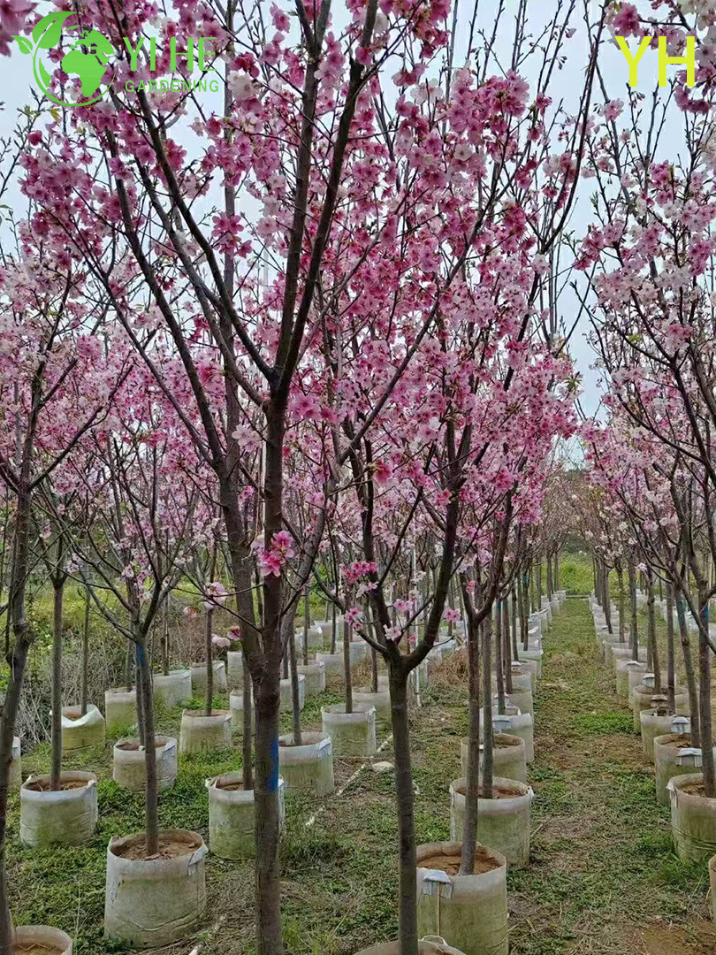 Вишня Йедоэнская (Сакура) – Раннее и Обильное Цветение, Японская, Опт, Экспорт