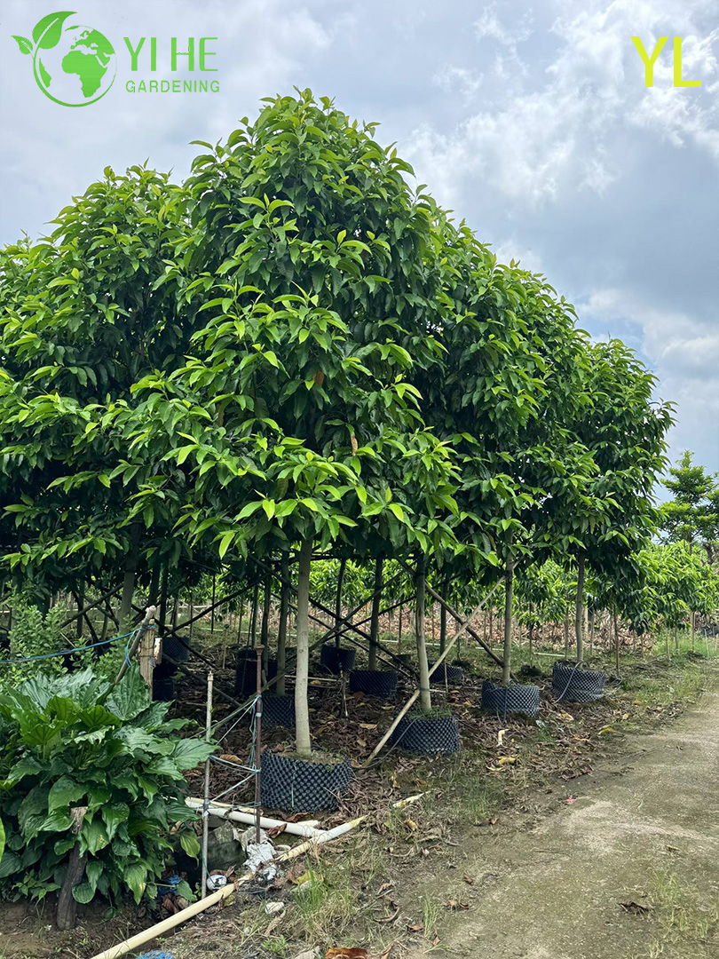 Магнолия Голая (Юлань) – Раннее Ароматное Цветение, Морозостойкое Декоративное Дерево, Опт